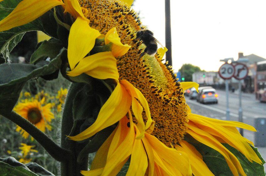 Celebrate the sunflowers Nov 3