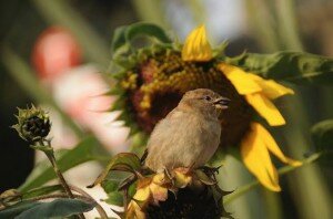 bird sunflower